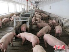 澳门太阳城网址：做好生猪稳产保供工作事关“三农”发展、民众生活和物价稳